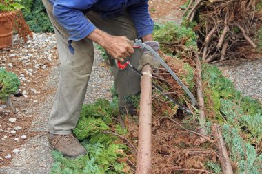 üst düzey bir bahçıvan selvi ağacını kesmek, yaşlı
