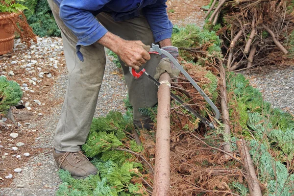 Aged senior gardener, cut down a cypress tree — Stock Photo, Image