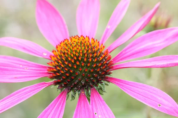 Echinacea purpurea, light pink healing herb — Stock Photo, Image