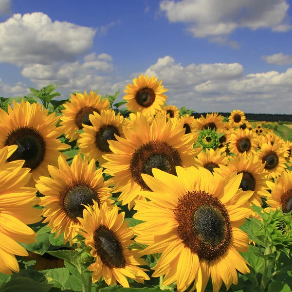 Zonnebloem veld tegen blauwe hemel met wolken — Stockfoto