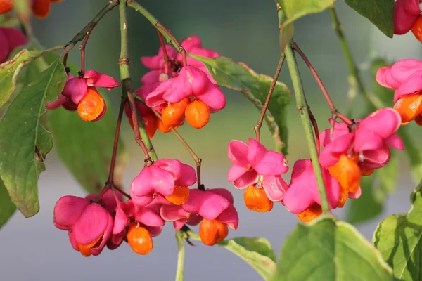 Fruit of european spindle tree — Stock Photo, Image