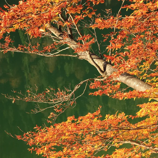 Herbstliche Zweige einer Buche, gegen das ruhige grüne Wasser — Stockfoto