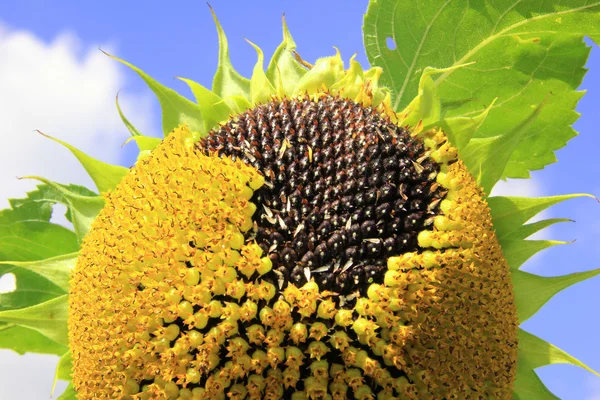 Sunflower with seeds, ripe for harvest — Stock Photo, Image