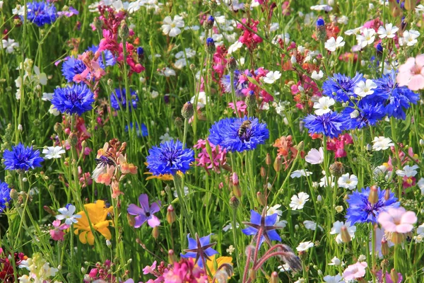 Hermoso prado de flores silvestres — Foto de Stock