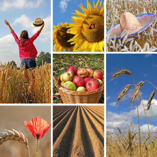 Glückliche Erntezeit, herbstliche Collage — Stockfoto