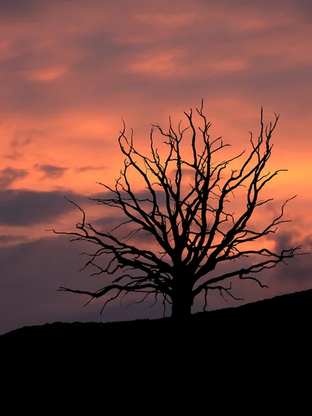 Esqueleto de árvore com céu dramático — Fotografia de Stock