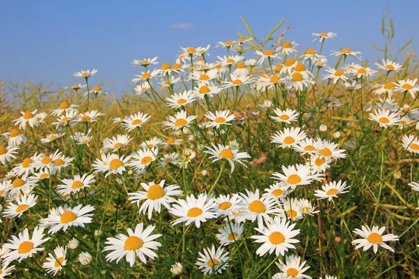 Marguerite meadow in the countryside — Stock Photo, Image