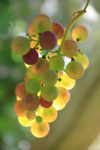 Muscat grapes — Stock Photo, Image