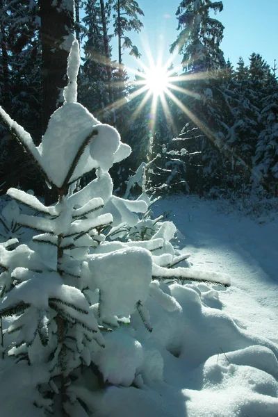 明るい日差しと雪に覆われた小さなモミ — ストック写真