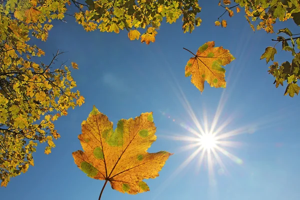 飘落的枫叶树叶和明亮的太阳蓝蓝的天空 — 图库照片