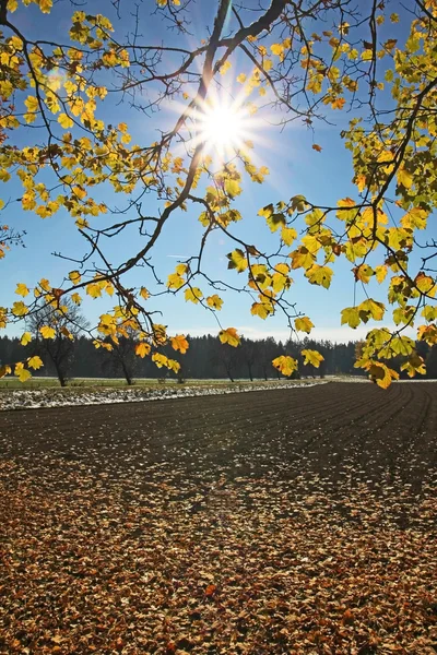 Éclatement de soleil à travers les branches d'érable sur les terres agricoles automnales — Photo