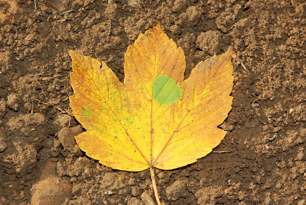 One autumnal maple leaf on the soil — Stock Photo, Image