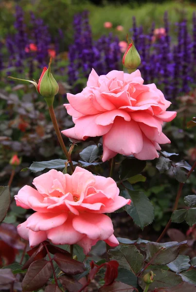 かなり香りのバラや花のベッドでラベンダー — ストック写真
