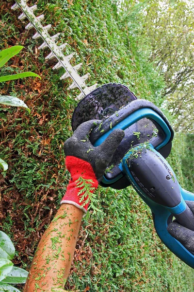 Detalj av skärande thuja häck med häcksaxar, — Stockfoto