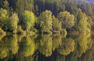 sonbahar kayın ormanı, su yansıma su birikintisi içinde