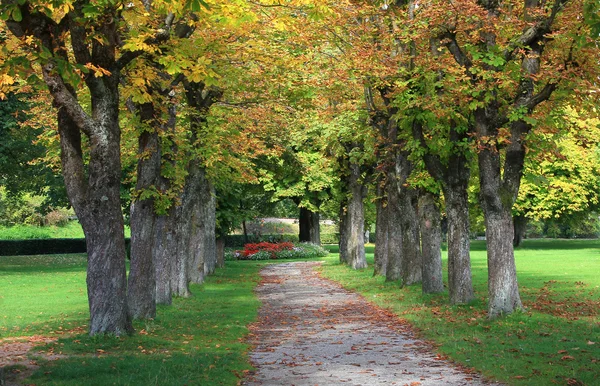 Autumnal chestnut alley in the park — Stock Photo, Image