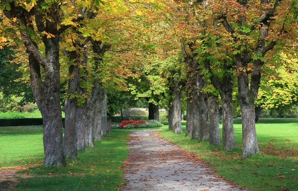 Allée automnale de châtaigniers dans le parc — Photo