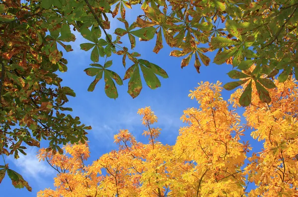 从下面查看到秋季板栗树的冠 — 图库照片