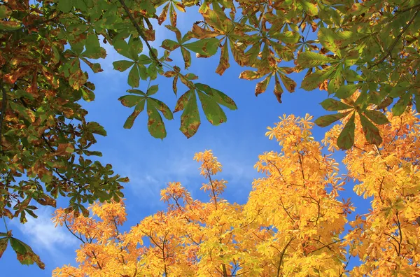 Blick von unten auf die herbstliche Kastanienkrone — Stockfoto