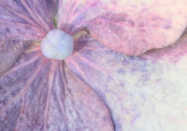 detay hydrangea macrophylla