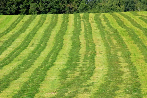 Mowed hay field — Stock Photo, Image