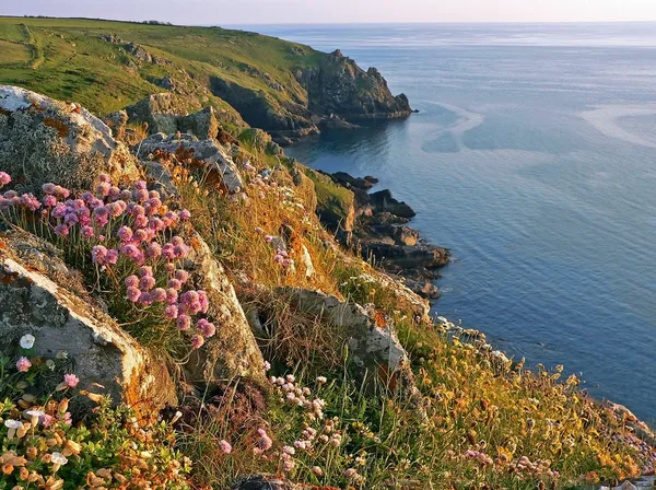 Idyllic coastline of mullion cove, with wildflowers, south west england — Stock Photo, Image