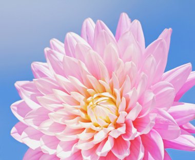 Mavi gökyüzü parlak pembe dahlia çiçeği