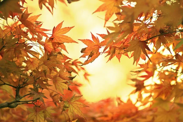 Illuminated golden maple leaves in october, view from below — Stock Photo, Image
