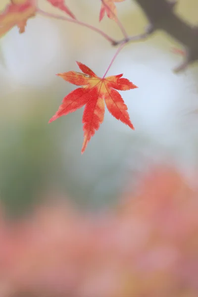Ένα κόκκινο ιαπωνικός σφένδαμνος φύλλο σε defocused φόντο — Φωτογραφία Αρχείου