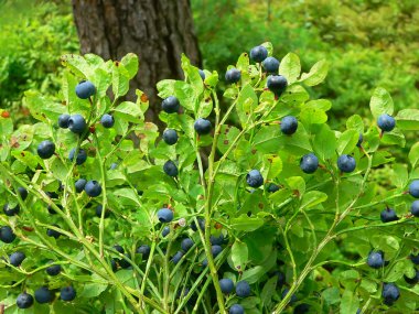 Ripe wild blueberries in the wood clipart