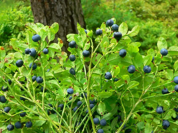成熟的野生蓝莓，在树林里 — 图库照片