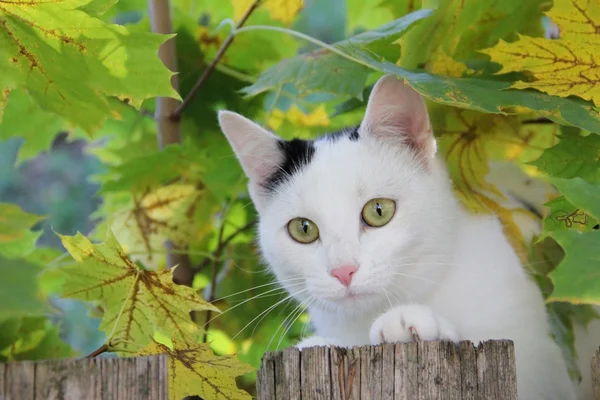 Playful cat in the maple tree — Stock Photo, Image