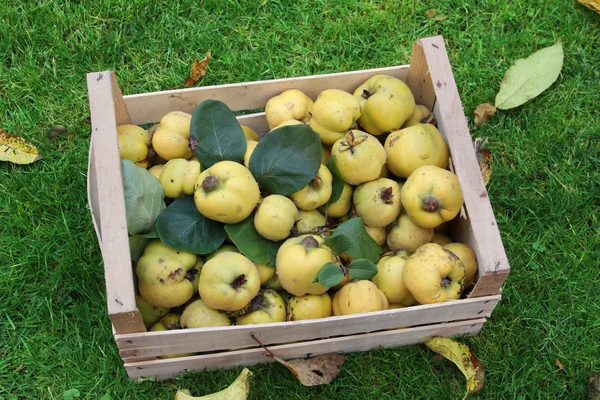 Домашние яблочные айвы в ящике, время сбора урожая — стоковое фото