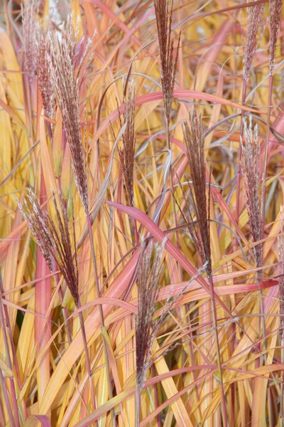 Autumnal pampas grass — Stock Photo, Image