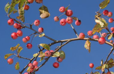 Kırmızı dekoratif crabapples mavi gökyüzü ile dal