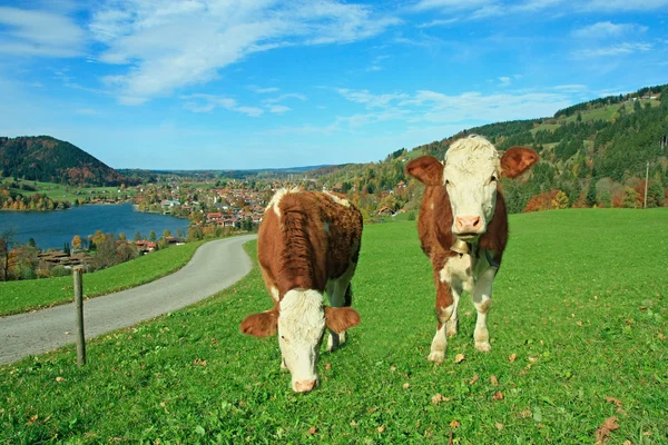 Two white and brown brindled dairy cows in bavarian landscape — Stock Photo, Image