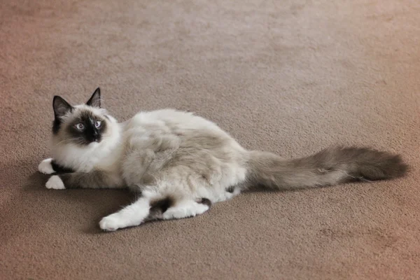 Siberian pedigree cat full length — Stock Photo, Image