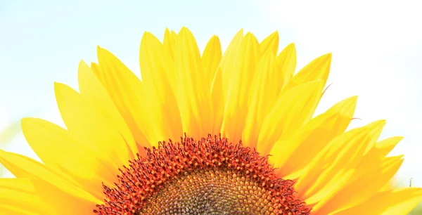 Detail of bright sunflower — Stock Photo, Image