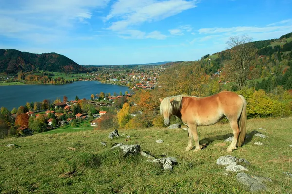 Shetland pony and lake view to schliersee health resort — Stock Photo, Image