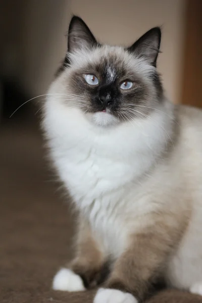 Retrato de gato pedigree siberiano com olhos azuis — Fotografia de Stock