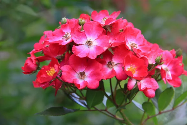 Rosa canina in fiore — Foto Stock