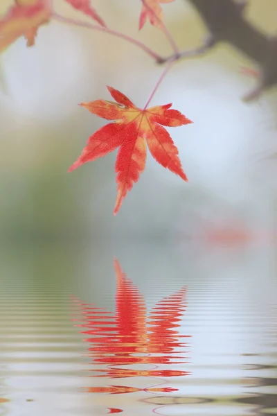 Uma folha de bordo vermelha refletindo na água — Fotografia de Stock