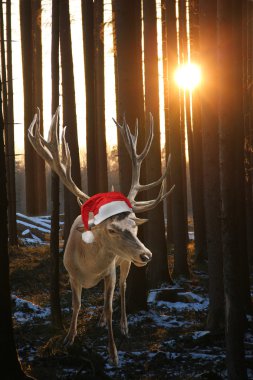 Noel Baba şapkası çam ağaçları arasında Ren geyiği