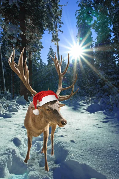 Олень з капелюхом Санти Клауса в лісі, різдвяна казка — стокове фото