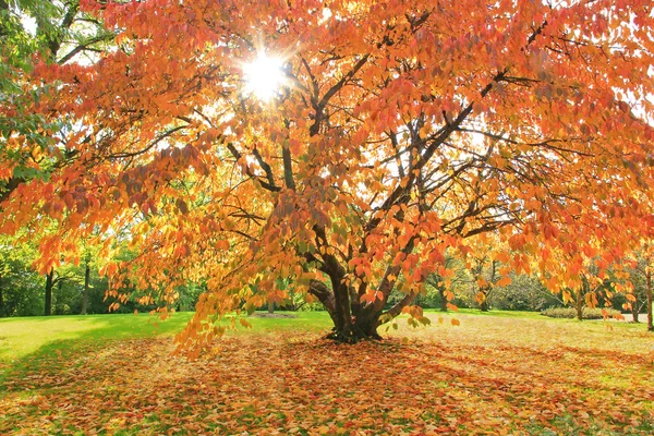 Jesienny wiśniowe drzewo w parku, naturalnej scenerii w jasnym słońcu — Zdjęcie stockowe
