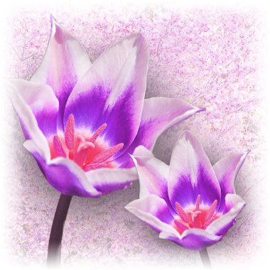 kiraz çiçeği zemin üzerine iki Lale