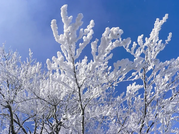 分枝具新鲜的雪 — 图库照片