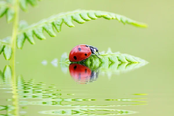 Lady bird, sedí na listy kapradí poblíž vody — Stock fotografie