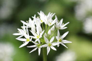 sarımsak Çiçek bahçesinde ayılar