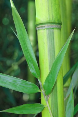 Yeşil Bambu kök yaprakları ile
